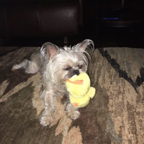 Meet your Posher, Char - Picture 1 of 1